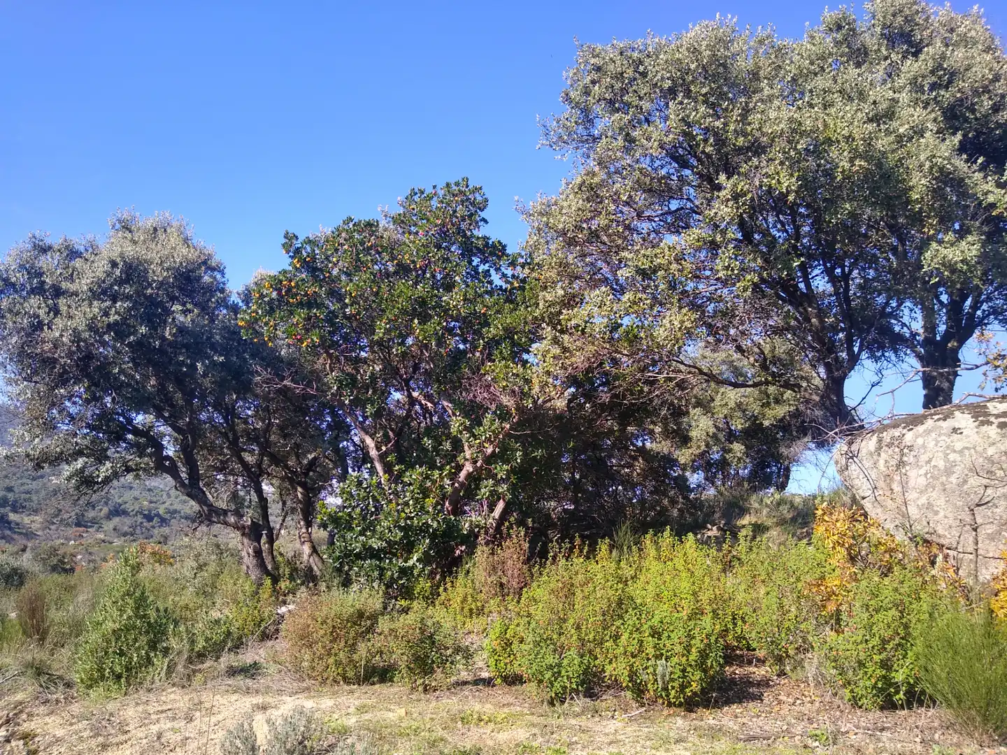 Rural land for sale in Cadalso de los Vidrios, imagen 10