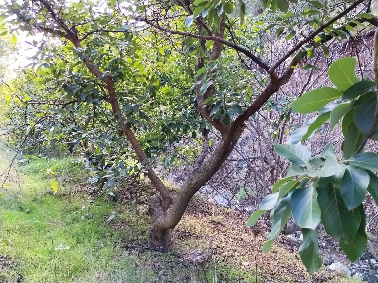 Casa rústica amb piscina en venda a DE LAS VIÑAS, imagen 36
