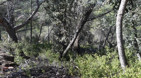 PARCELA CON VISTAS AL VALLE DEL TAJO, immagine 4