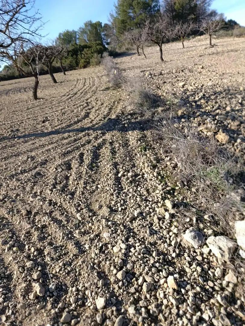 Terreny rústic en venda a Ribera de Molina - Torrealta, imagen 8