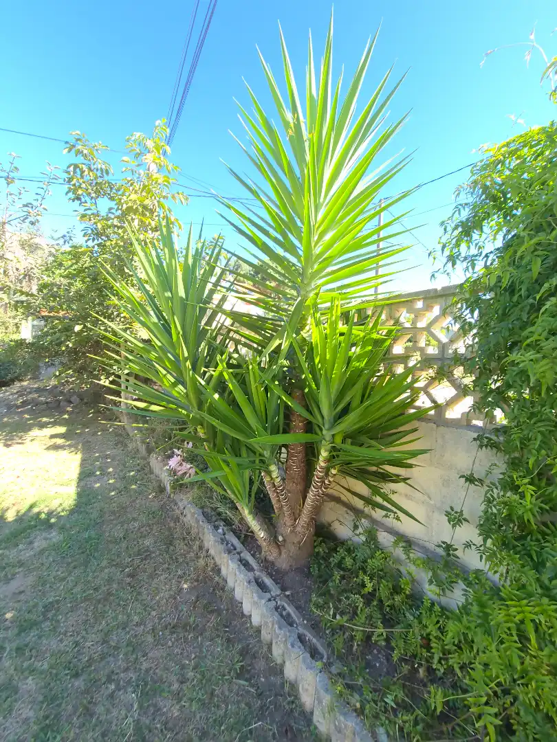 Villa con terrazza in vendita a Rúa Benito Feijóo, imagen 2