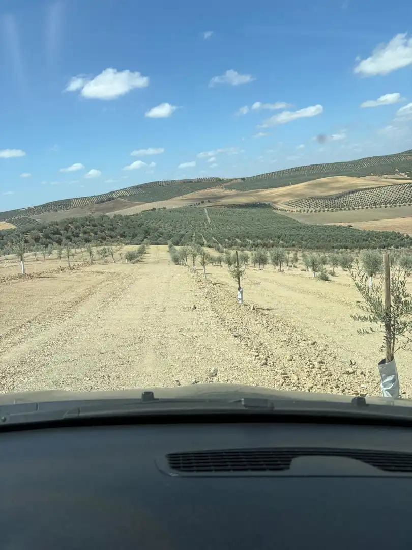 Terreno rustico in vendita a Montilla, imagen 2