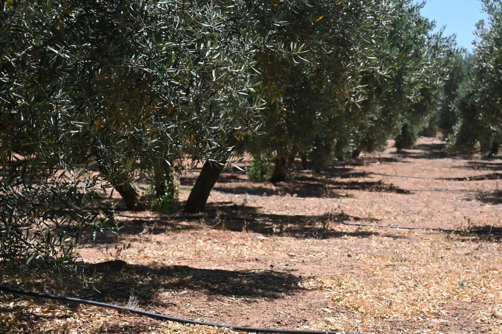 Terreni e lotti in vendita a Albolote, imagen 25