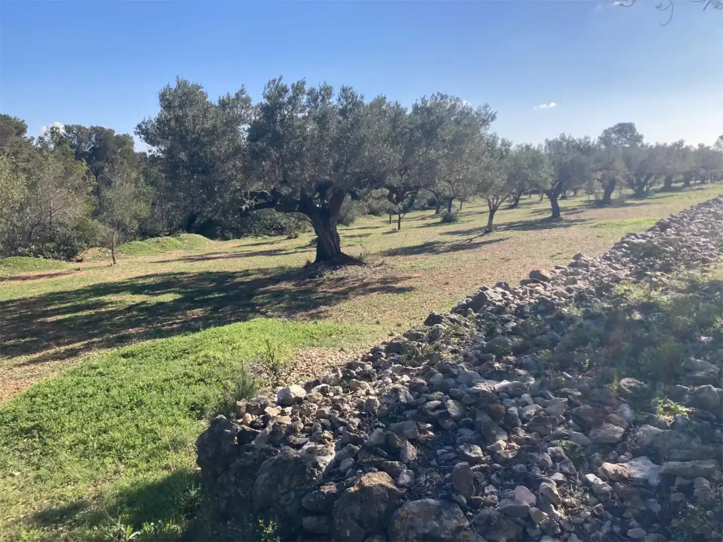 Finca rústica en venda en L'Ampolla