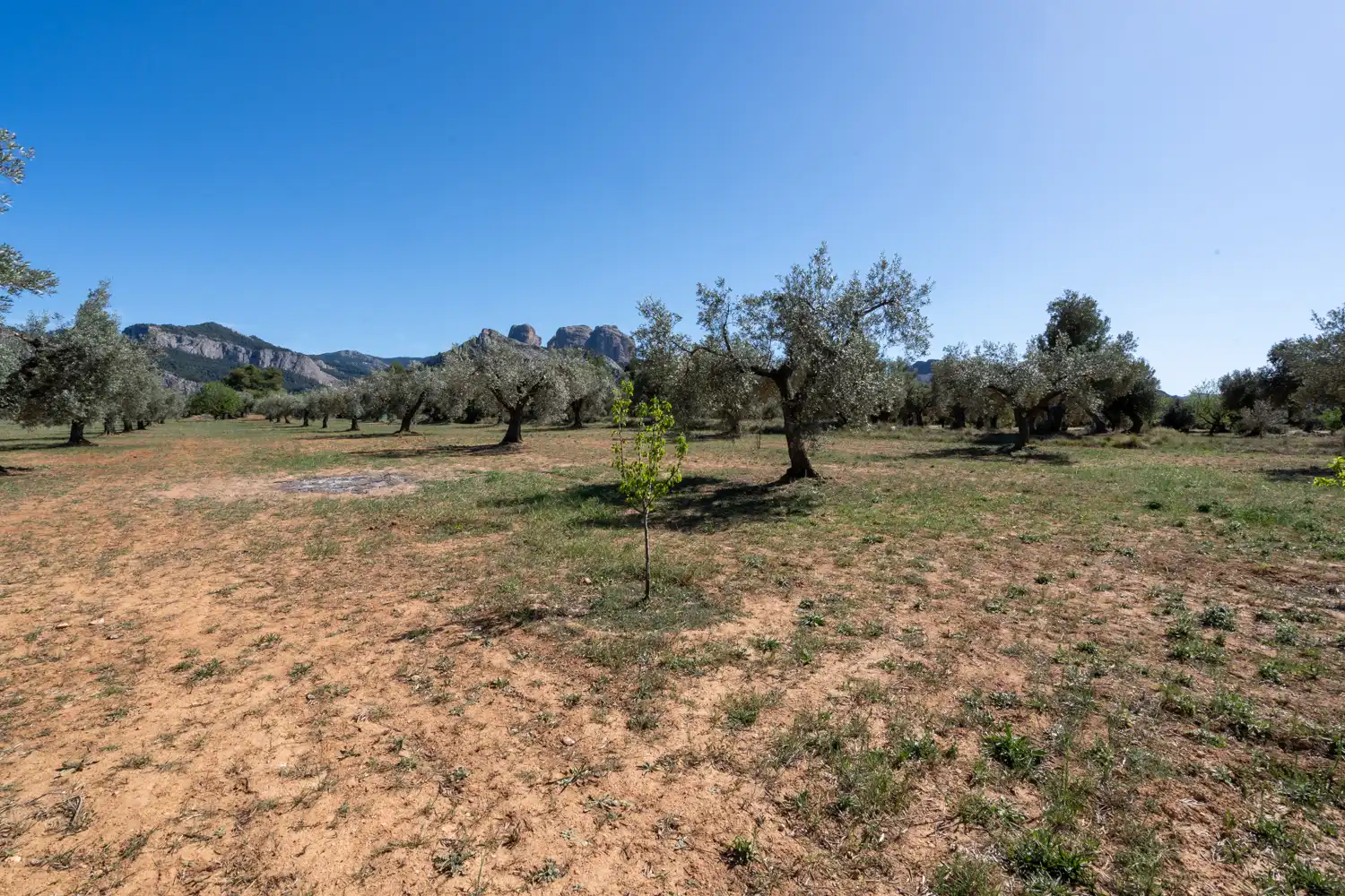 Rural land for sale in Raval dels Àngels 18, imagen 15