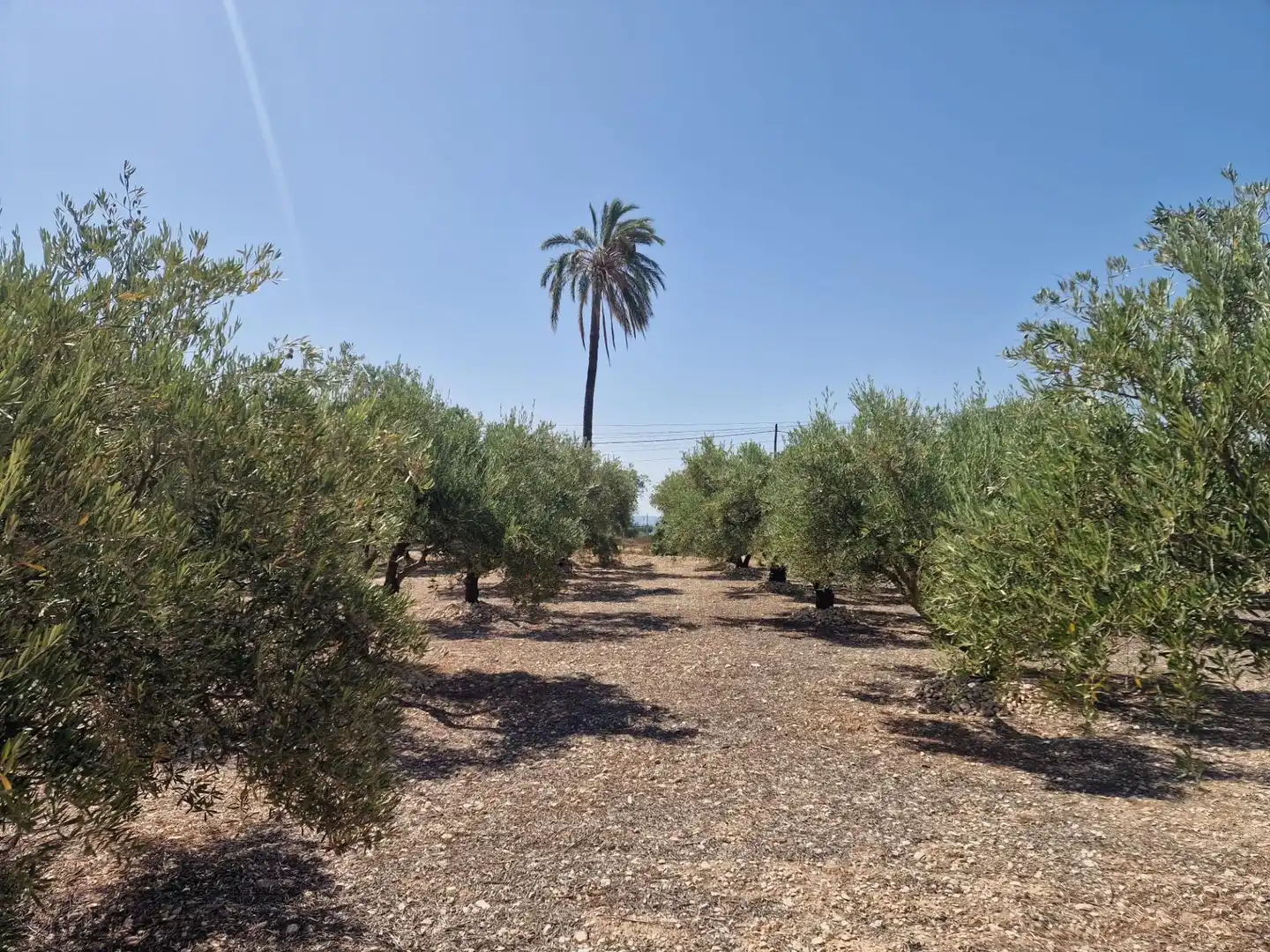 Terreno rustico in vendita a Crevillent, imagen 2