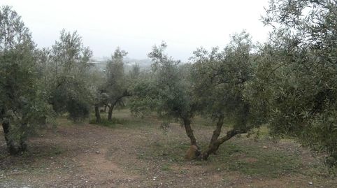 Finca rústica en Peligros  Ideal inversión o explotación agrícola, immagine 3