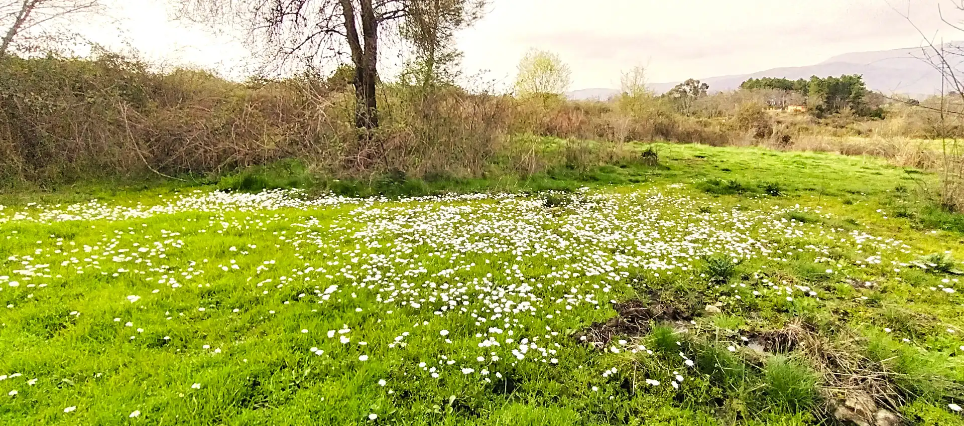 Terreno en venta en Collado de la Vera