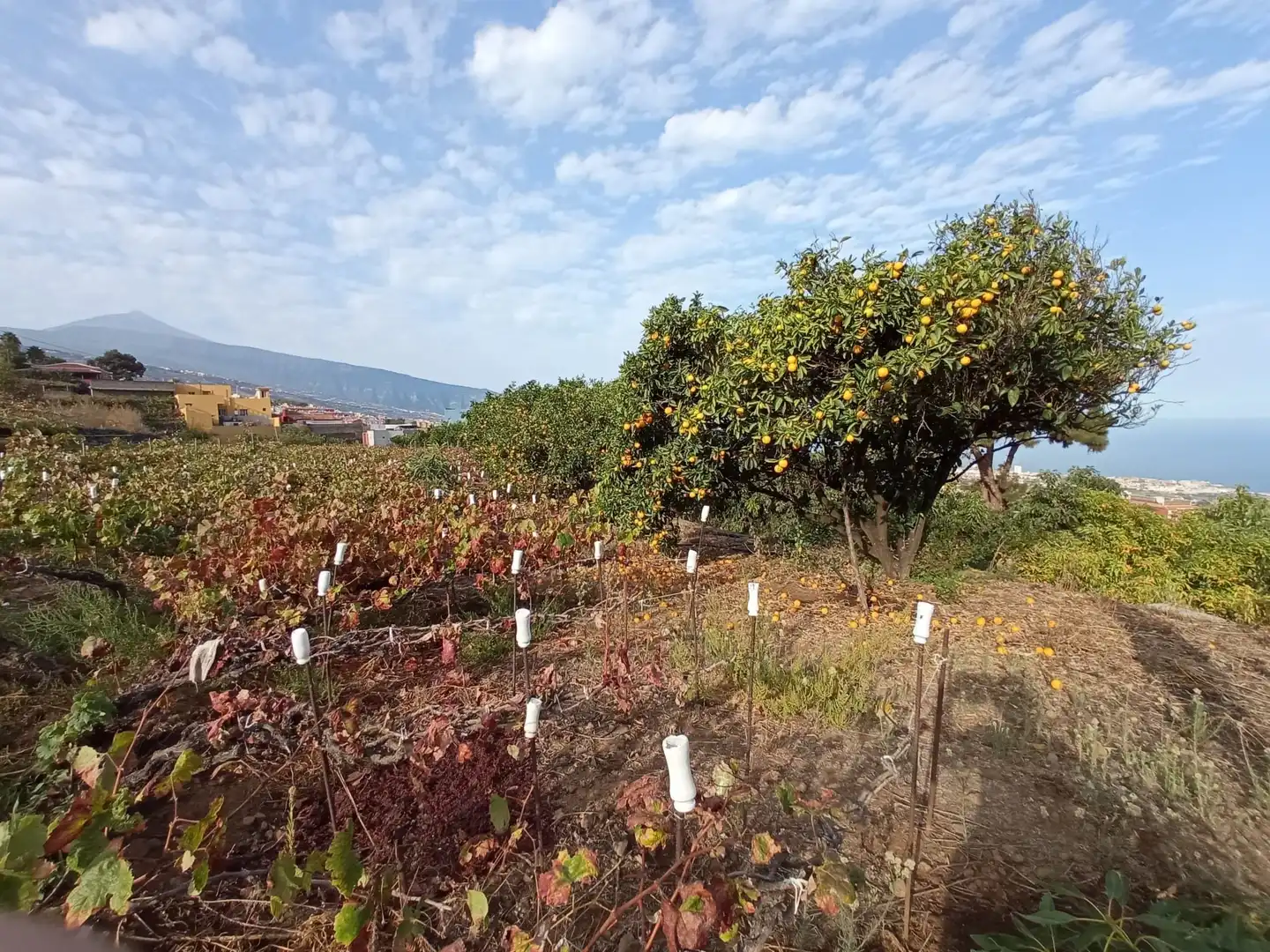 Terreno rustico in vendita a Las Cuevas - Los Gómez, imagen 43
