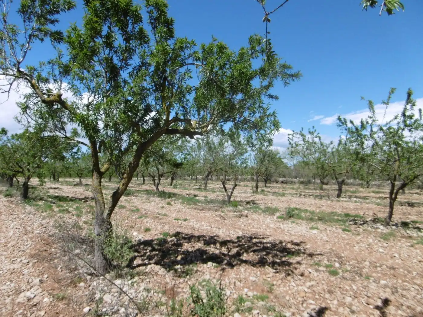 Terreno en venta en PARCELA, Benlloc