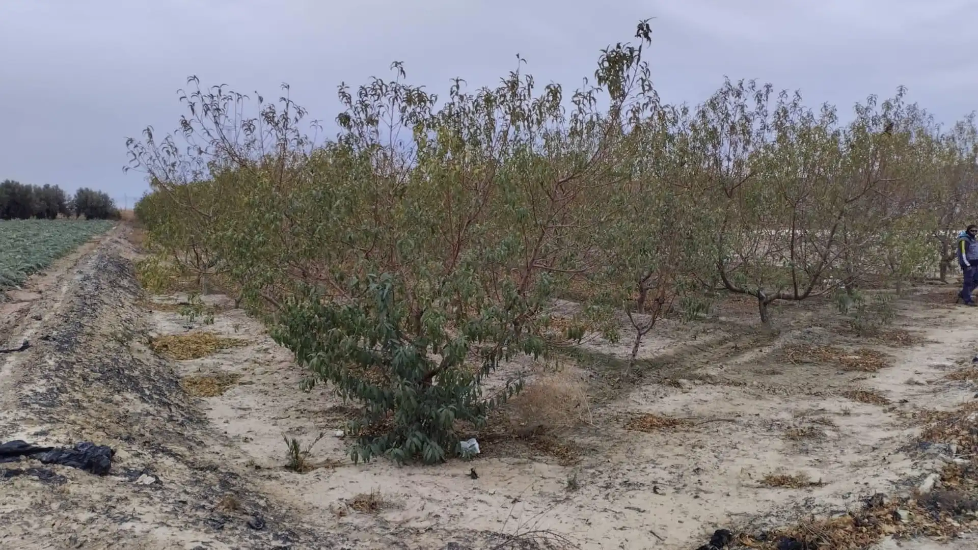 Finca rústica en venta en Totana