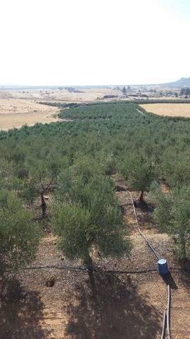 Terreno residencial en Venta en Belmez