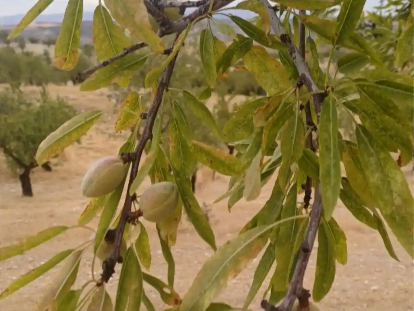 Jardín de Piso en venta en Cacín