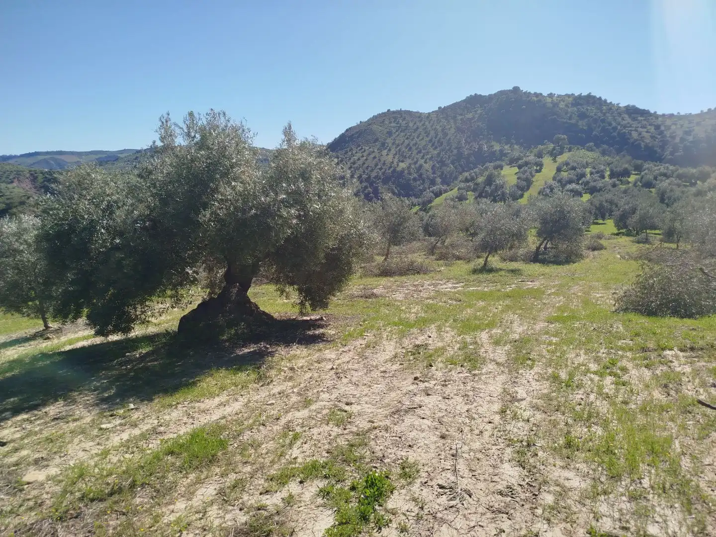 Terreno en venta en Olvera
