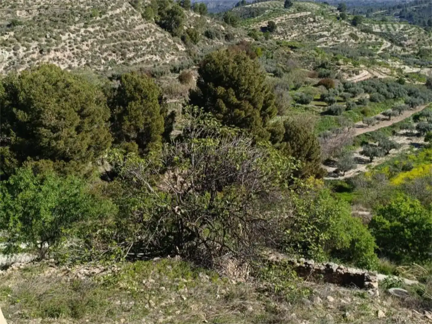 Flat for sale in Socovos