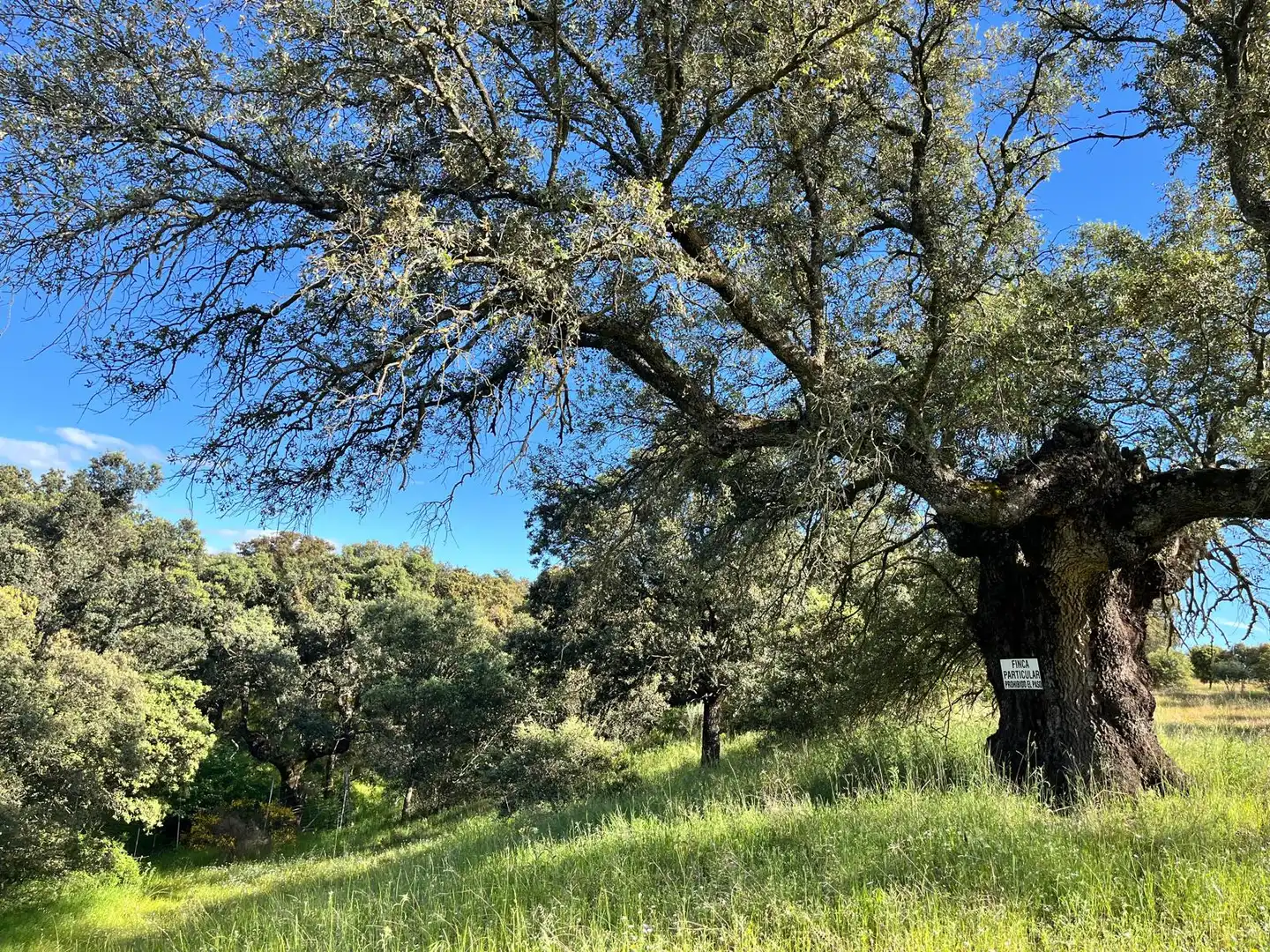 Finca rústica en venta en Santa Cruz del Retamar pueblo