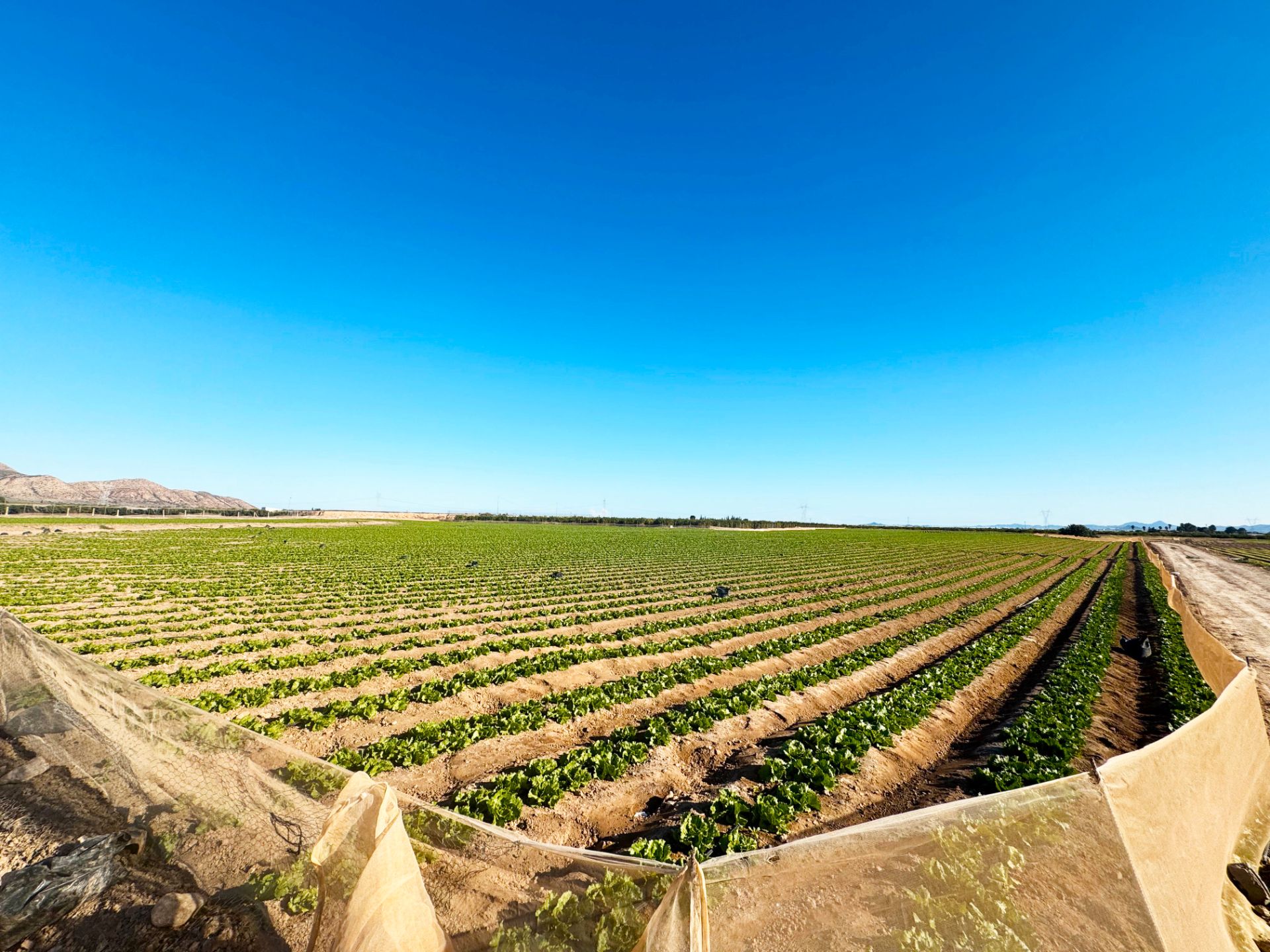 Exterior view of Land for sale in Torre-Pacheco