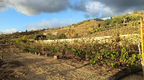 Foto 3 de Finca rústica en venta en Guía de Isora interior, Guía de Isora