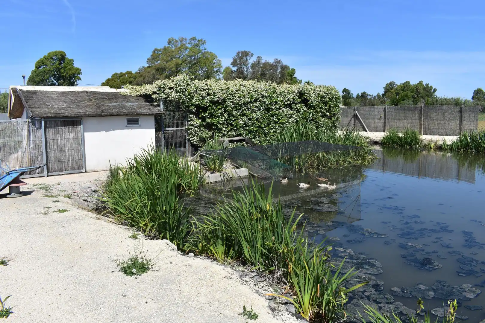 Finca rústica en venda a Eucaliptus - Poble Nou del Delta