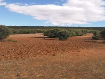 Terreno rustico in vendita a Piedrabuena