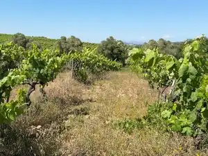Rustikales Grundstück zum Verkauf in Carrer del Camp 9, imagen 8