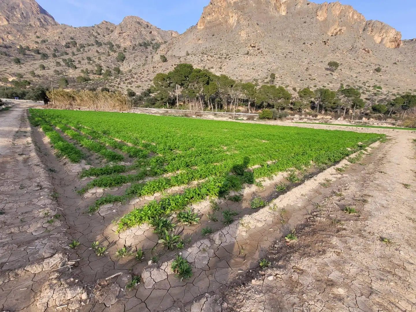 Terreno rustico in vendita a Montepinar - La Aparecida - Raiguero, imagen 2