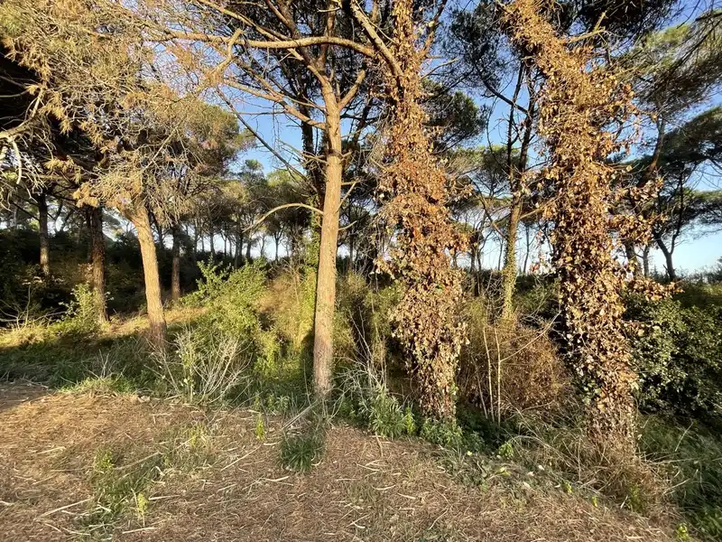 Rural land for sale in INDUSTRIAL CN II, POLIGONO 18, PARCELA 44, imagen 14