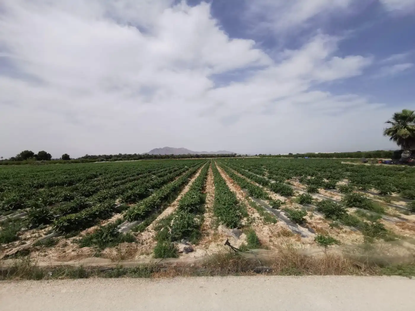 Finca rústica en venda en Albatera