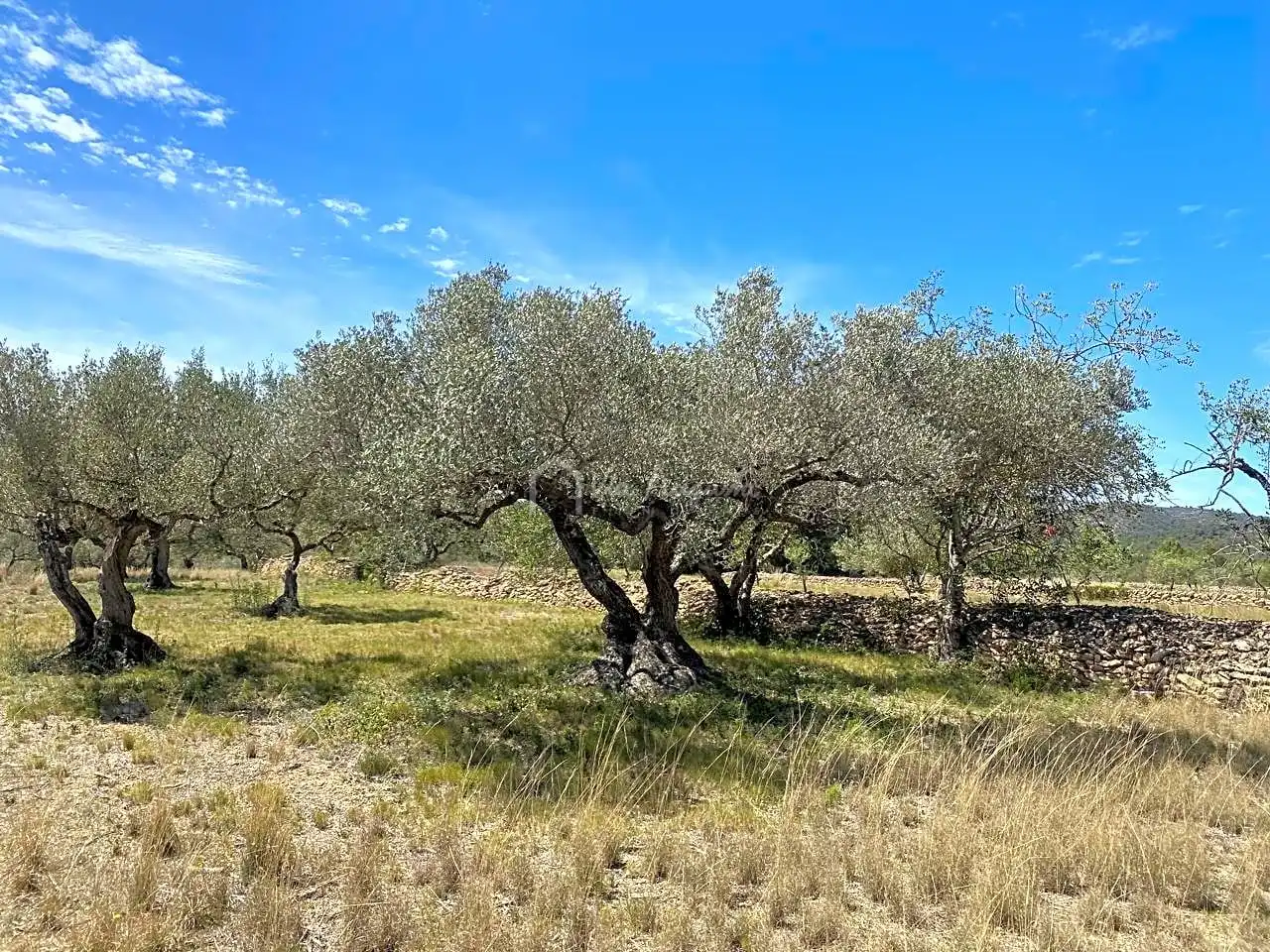 Terreno rustico in vendita a Mas de Baralluga