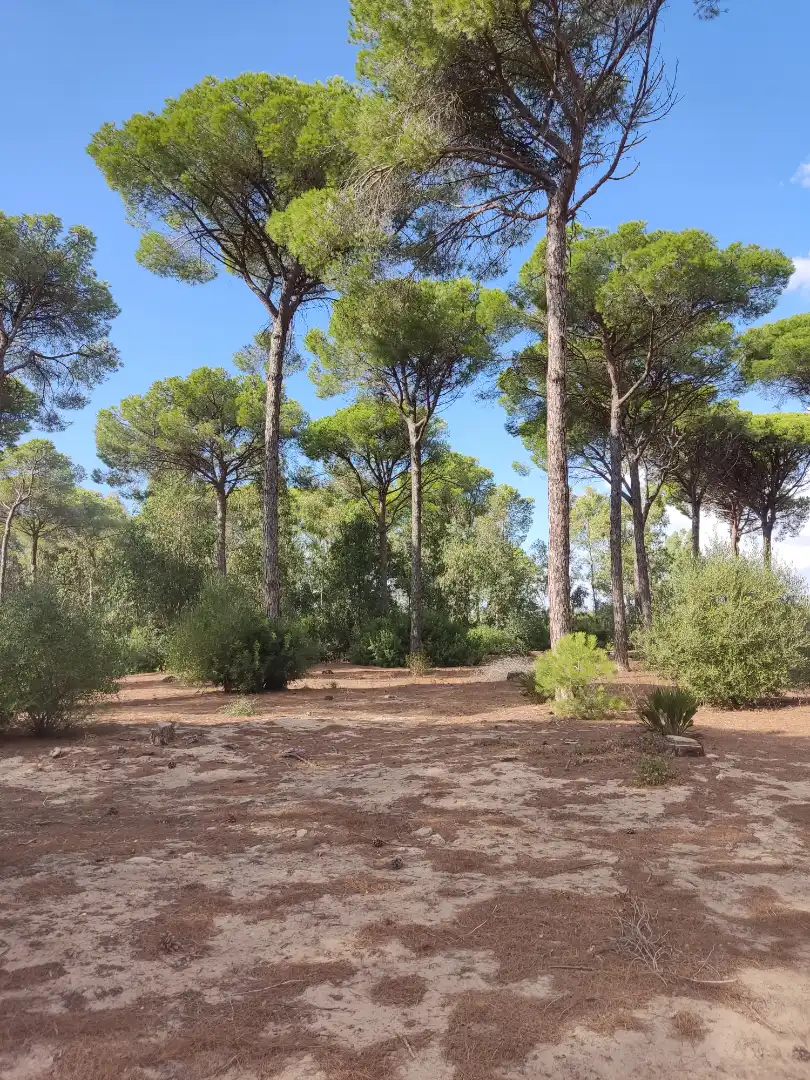 Terreni e lotti in vendita a Las Lagunas - Campano, imagen 11