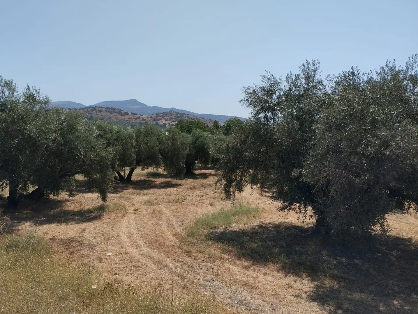 Terreno rustico in vendita a Avenida Fuente de las Piedras, imagen 12