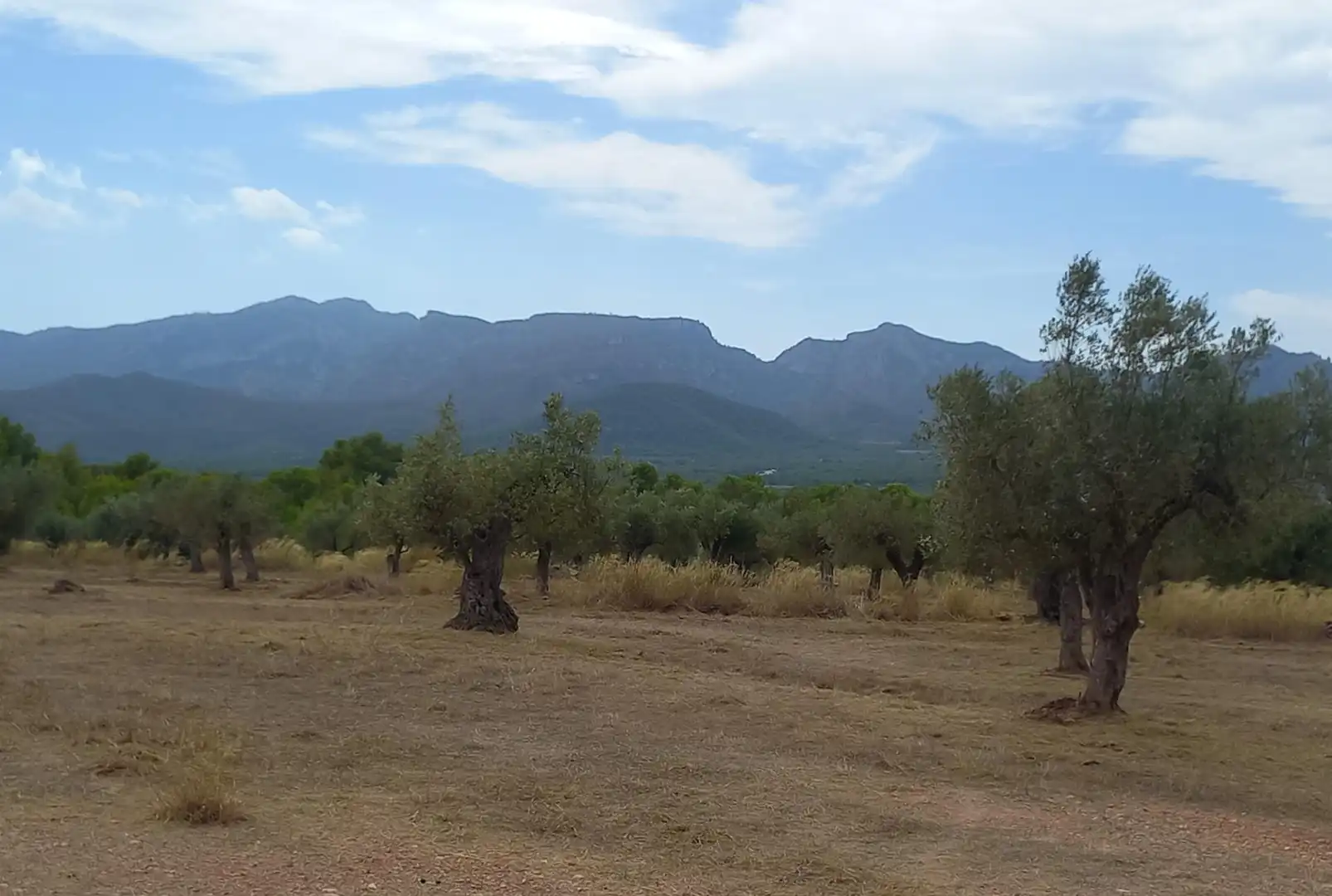 Finca rústica en venta en Tivissa