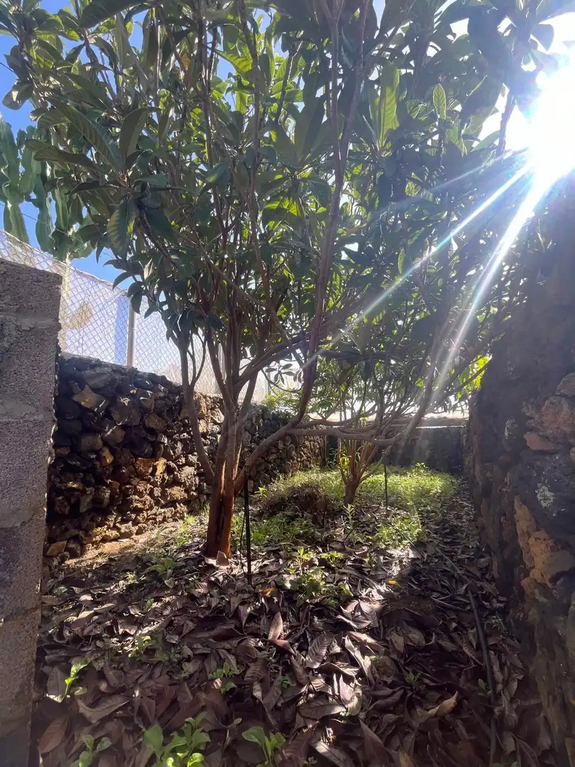 Jardín de Residencial en venta en El Pinar de El Hierro