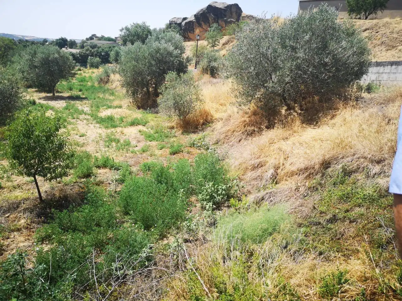Industrial land for sale in Azlor