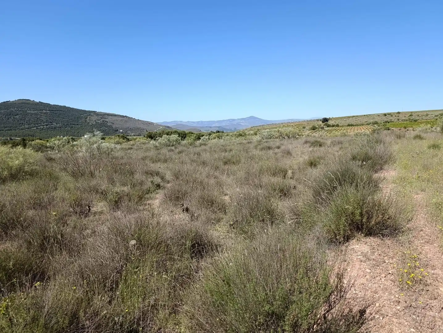 Terreny rústic en venda a Paterna del Río, imagen 6