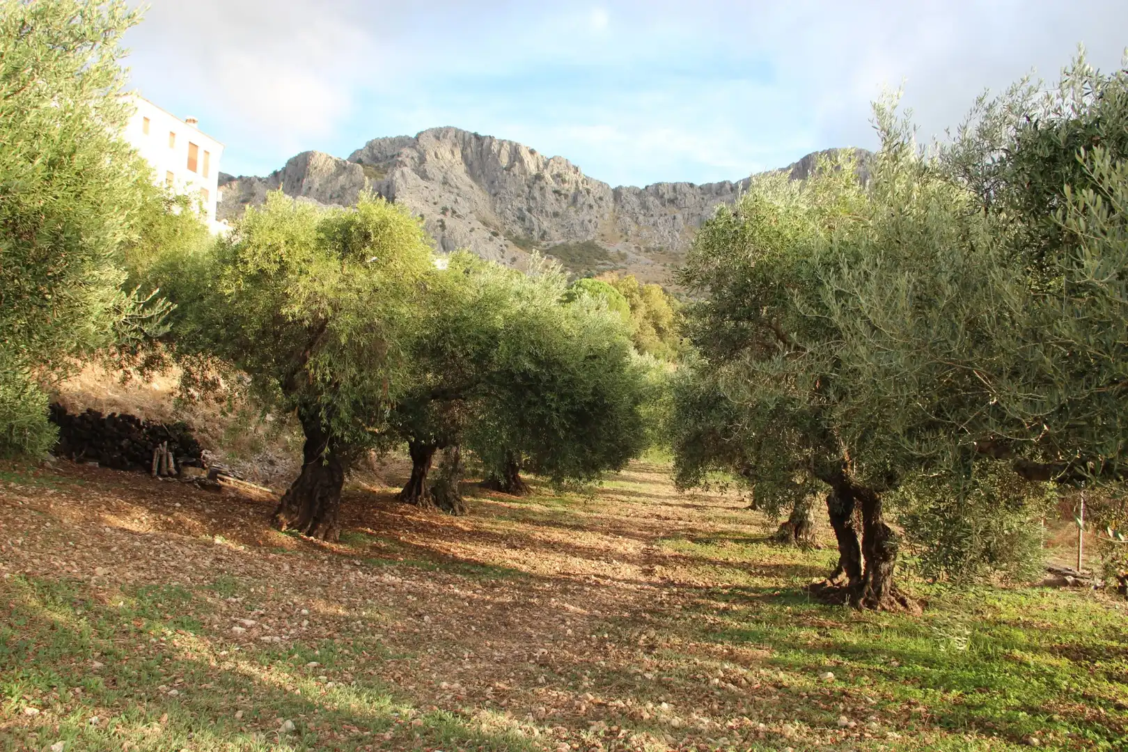 Jardí de Casa o xalet en venda en Benaocaz amb Jardí privat, Terrassa i Traster