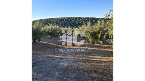 OLIVAR EN TERMINO DE CABRA, immagine 3