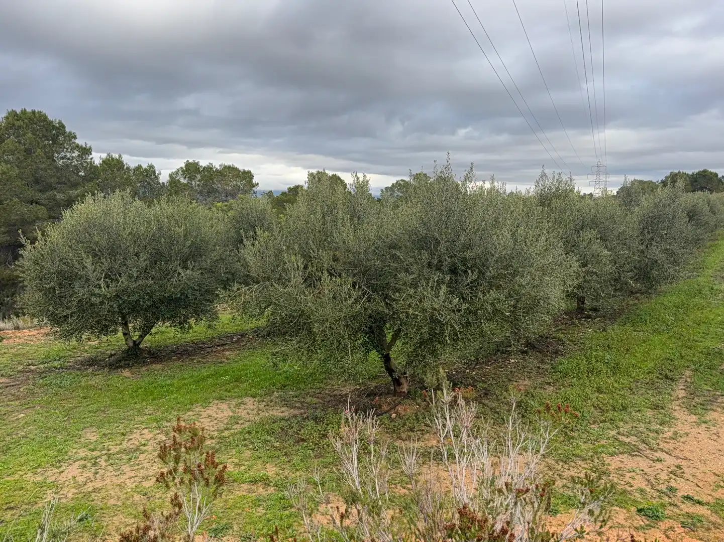 Terrain rustique à vendre à Carretera a la Maso 1G, imagen 18