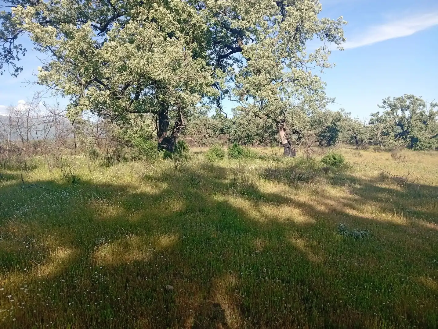 Terreni e lotti in vendita a Villanueva de la Vera, imagen 58