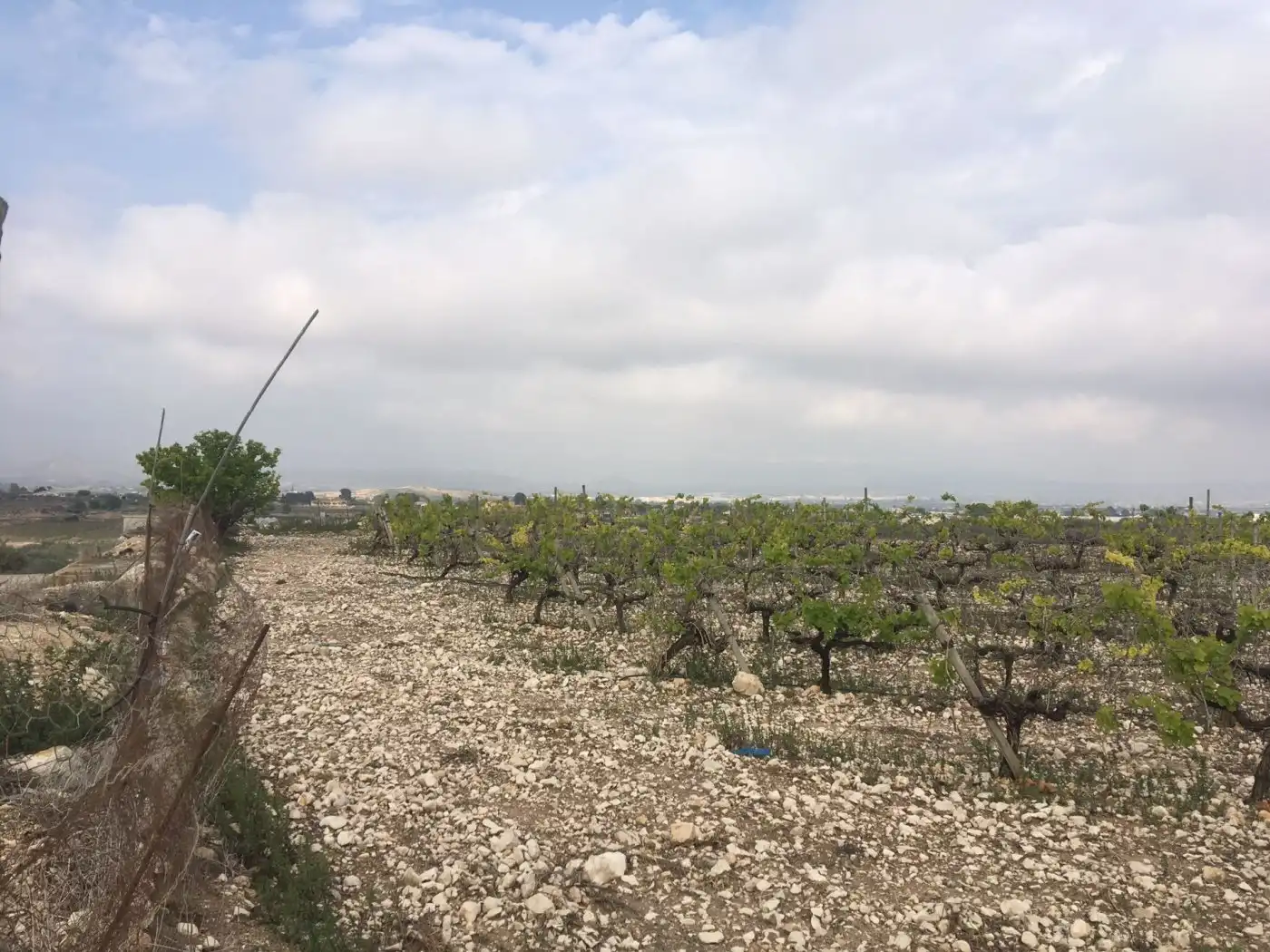 Residential land for sale in Novelda, imagen 6