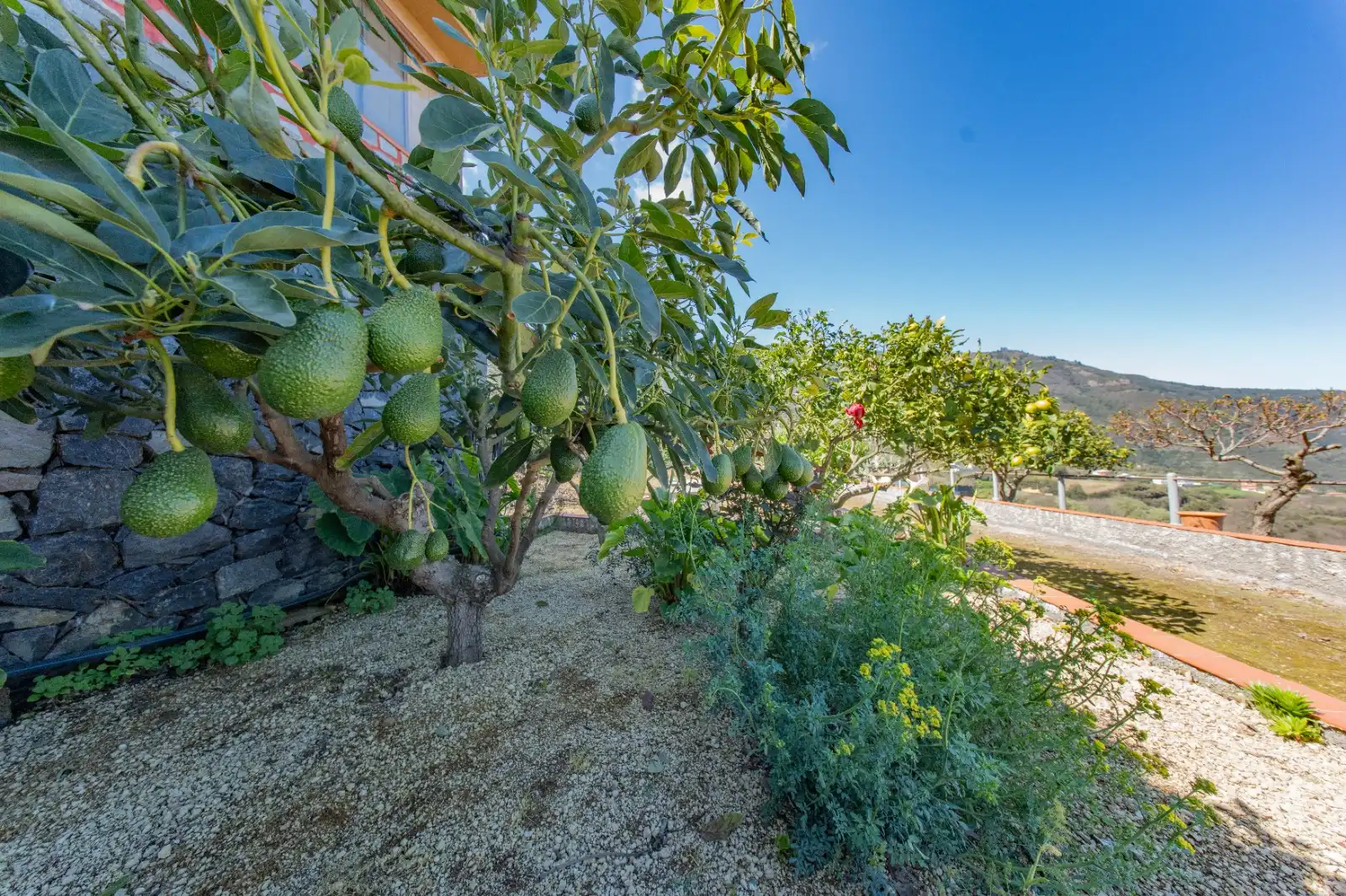 Jardí de Casa o xalet en venda en La Guancha amb Jardí privat, Terrassa i Traster