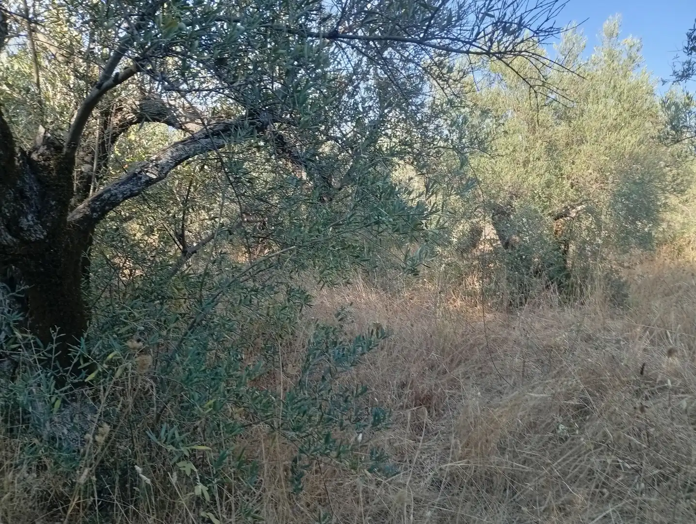 Terreni e lotti in vendita a Villanueva de la Vera, imagen 17