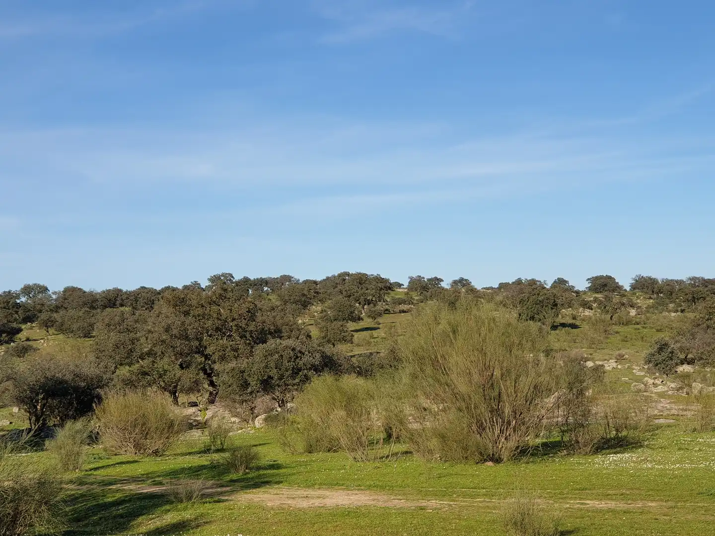 Terreni e lotti in vendita a Quintana de la Serena, imagen 4