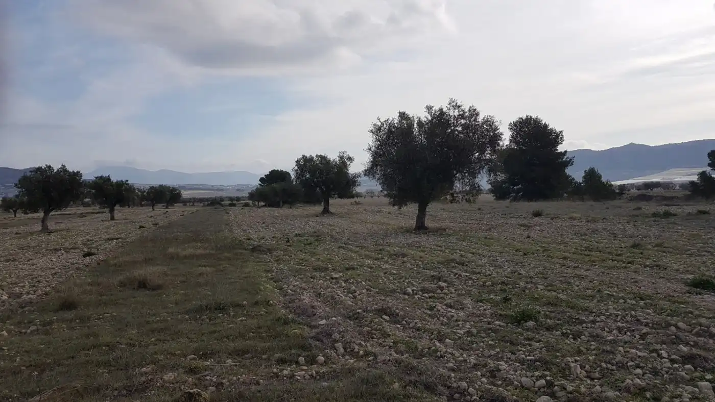 Finca rústica en venda en Salinas