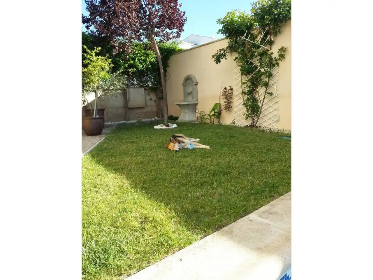 Jardí de Casa o xalet en venda en Baza amb Jardí privat, Terrassa i Piscina