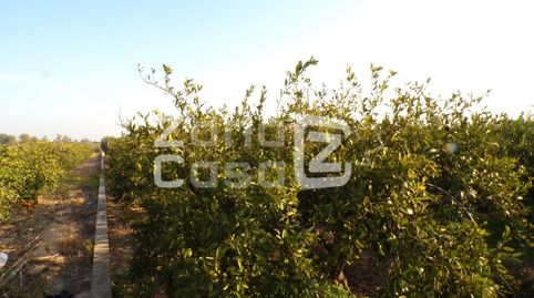 Finca Rustica  Venta Algemesí, imatge 4