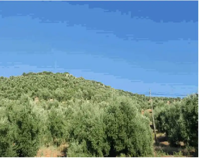 Terreni e lotti in vendita a Navas de San Juan, imagen 4