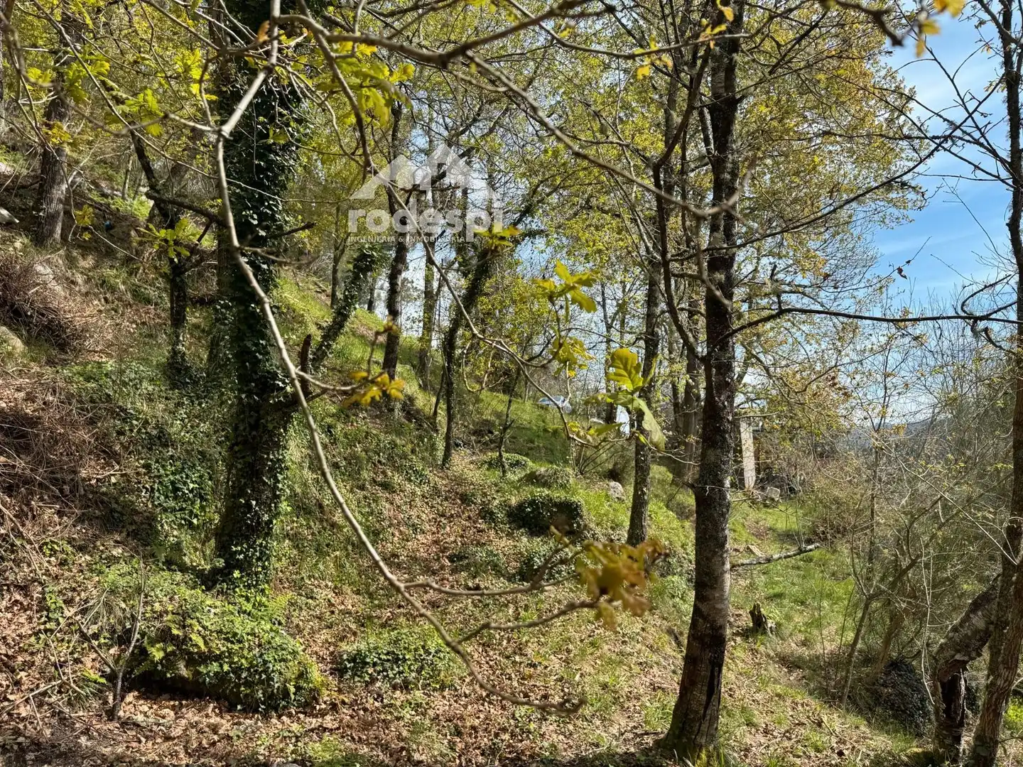Rural land for sale in Arbo, imagen 13