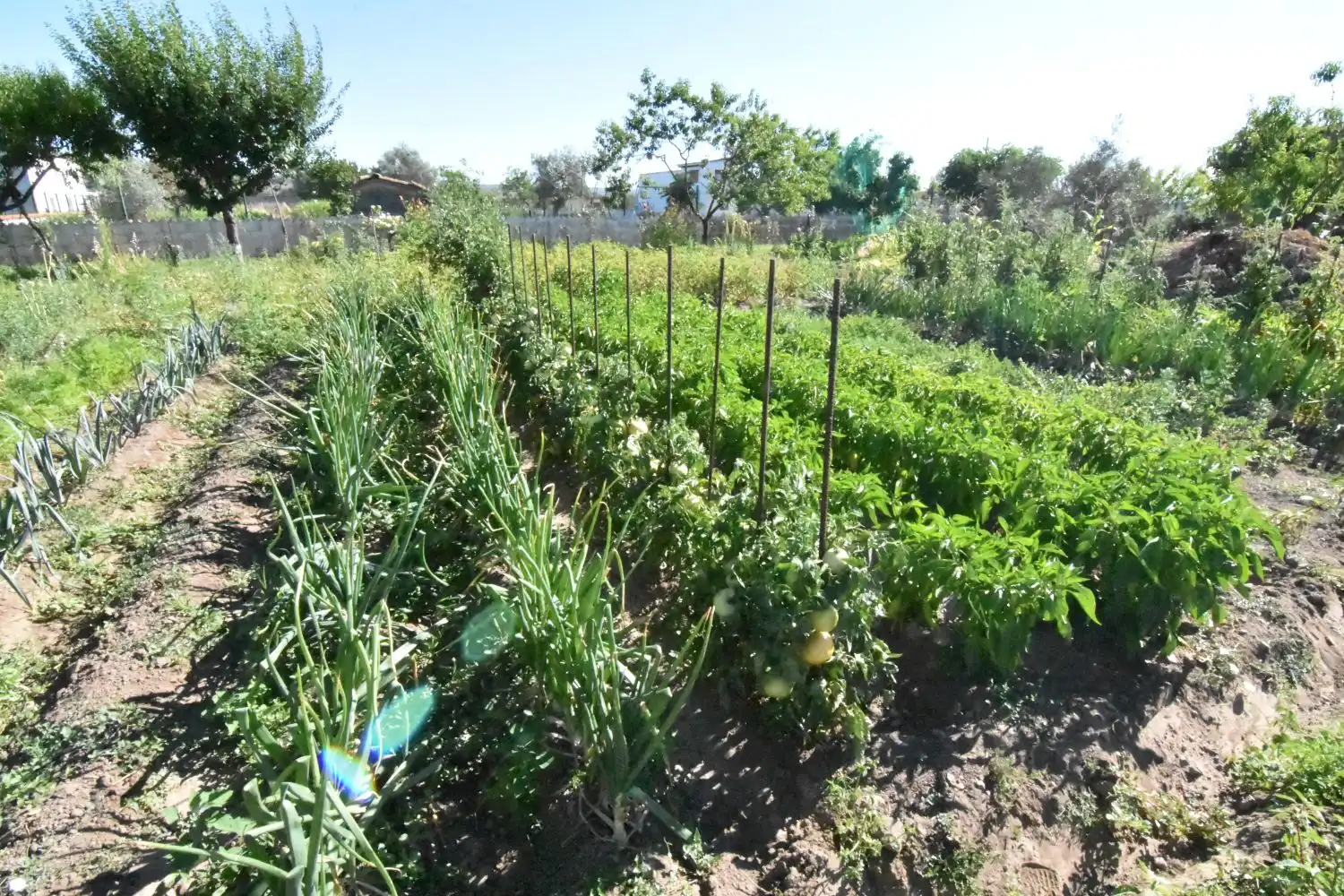 Jardín de Finca rústica en venta en Ciudad Rodrigo