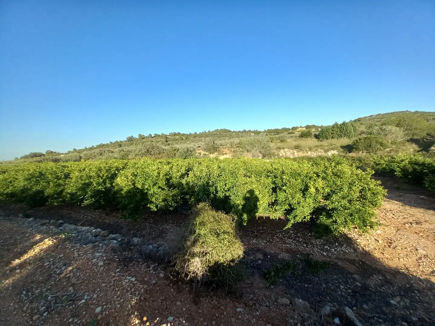 Terreny rústic en venda a Càlig, imagen 5